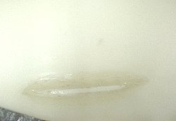 �|���G�X�e�� �I���t�B�� 1_1